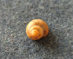 Phasianella ventricosa