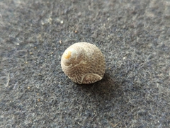 Chlorodiloma adelaidae