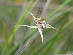 Caladenia tentaculata × venusta