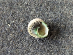 Chlorodiloma adelaidae