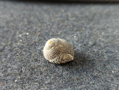 Chlorodiloma adelaidae