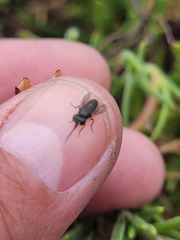 Megapalpus capensis