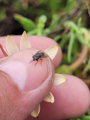 Megapalpus capensis