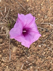 Ipomoea bolusiana