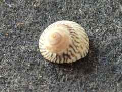 Bembicium nanum