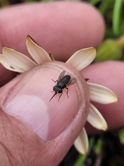Megapalpus capensis