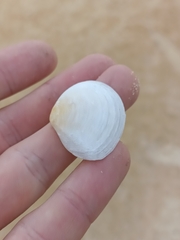 Pseudarcopagia disculus