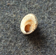 Bembicium nanum