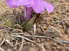 Ipomoea bolusiana