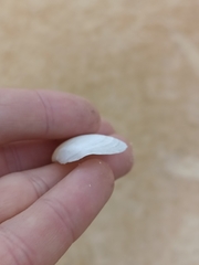 Pseudarcopagia disculus