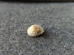 Bembicium nanum