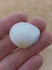 Pseudarcopagia disculus