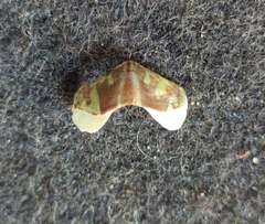 Polyplacophora