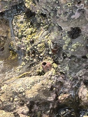 Balanomorpha