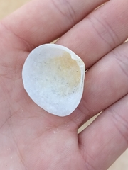 Pseudarcopagia disculus