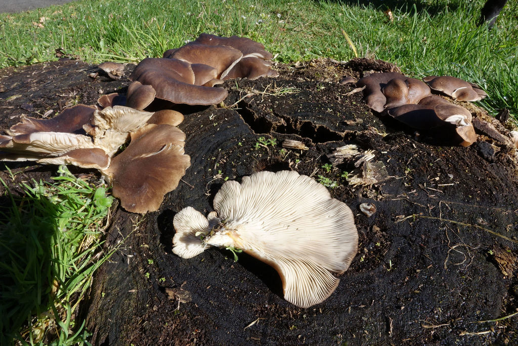 Oyster Mushrooms from Maori Hill, Dunedin 9010, New Zealand on