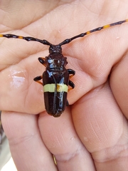 Trachyderes succinctus