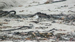 Charadrius marginatus