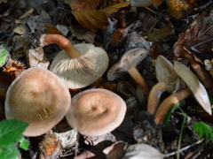 Lactarius subdulcis