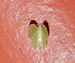 Argyrocosma inductaria