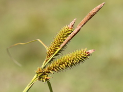 Carex cognata