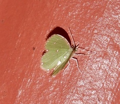 Argyrocosma inductaria