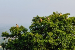 Semnopithecus entellus