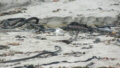 Charadrius marginatus