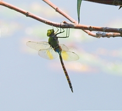 Anax indicus