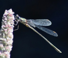 Chalcolestes parvidens