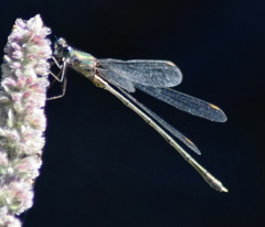 Chalcolestes parvidens