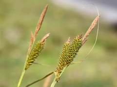 Carex cognata