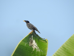 Acridotheres albocinctus