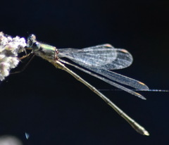 Chalcolestes parvidens