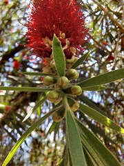 Melaleuca viminalis