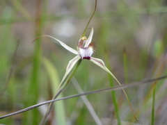 Caladenia tentaculata × venusta