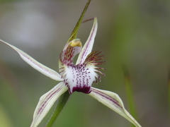 Caladenia tentaculata × venusta