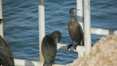Phalacrocorax capensis