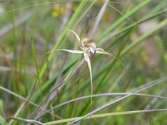 Caladenia tentaculata × venusta