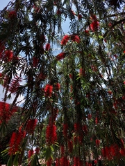 Melaleuca viminalis
