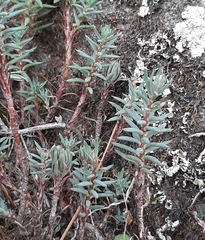 Petrosedum