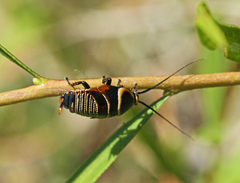 Ellipsidion australe