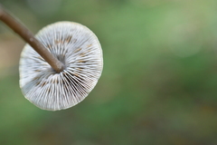 Tephrocybe rancida