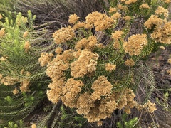 Helichrysum kraussii