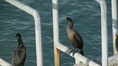 Phalacrocorax capensis