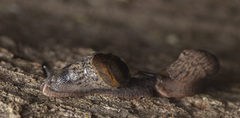Helicarionidae