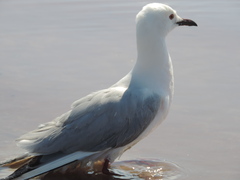 Chroicocephalus genei