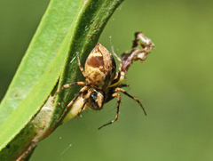 Oxyopes variabilis