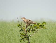 Melanocorypha calandra