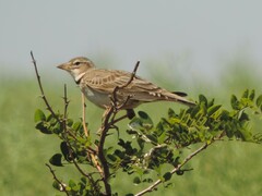 Melanocorypha calandra